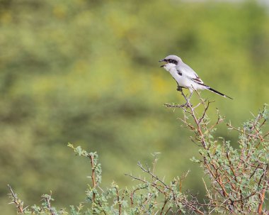 Gri bir Shrike Bush 'tan arıyor.