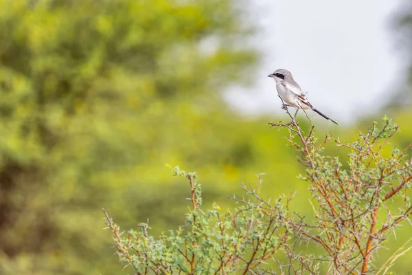 Grey Shrike Resting Bush Tree — Stock Photo, Image