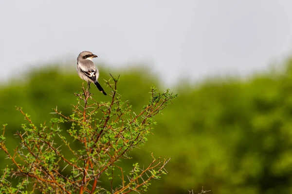 Shrike Cinzento Que Olha Para Trás Arbusto — Fotografia de Stock