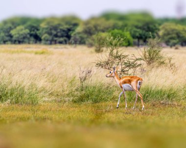 Dişi bir Kara Buck otlakta dolaşıyor