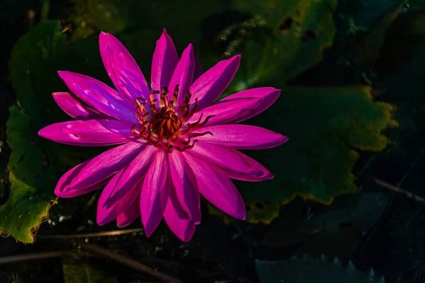 연못에서 분홍빛 물총새 — 스톡 사진