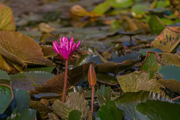 在一个池塘中的粉红色水百合 — 图库照片
