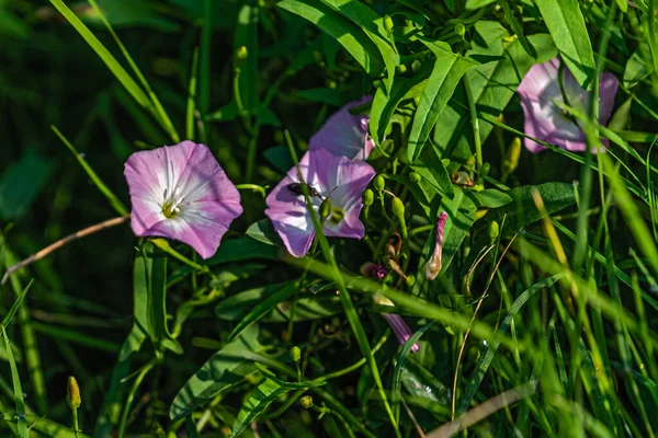 Kwiat Trawy Polnej Ziemi — Zdjęcie stockowe