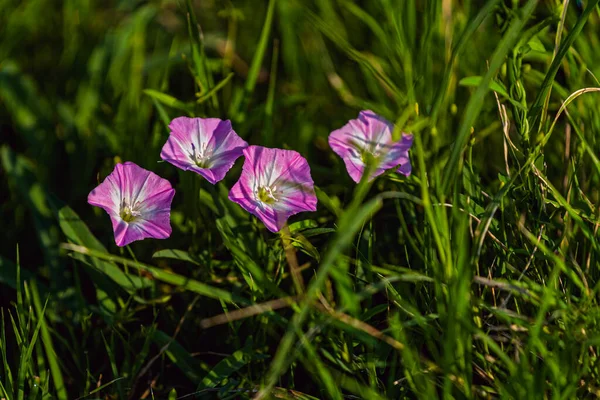 Cztery Pole Bindweed Kwiaty Ziemi — Zdjęcie stockowe