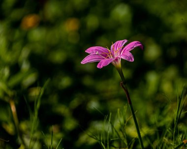 Pembe yağmur lily Bahçe