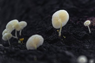 Ağaçtaki porselen mantar.