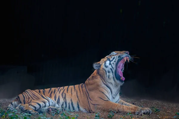 Bengal Tiger Yawning Field — Stock Photo, Image