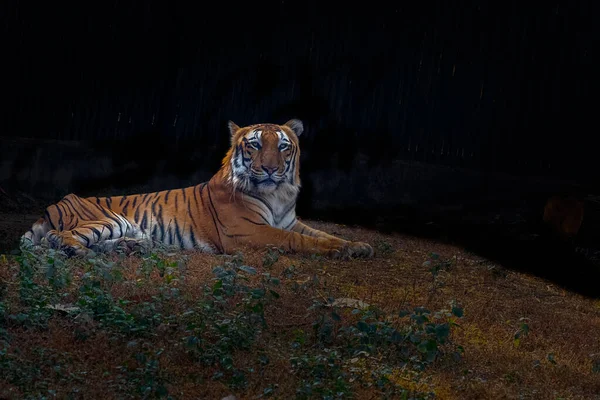 Tigre Bengala Sentado Suelo — Foto de Stock