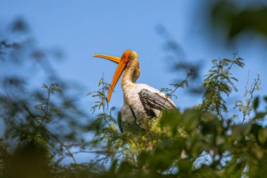 Yuvalarında bir çift boyalı leylek