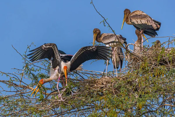 Pair Painted Stork Its Nest — Stock Photo, Image