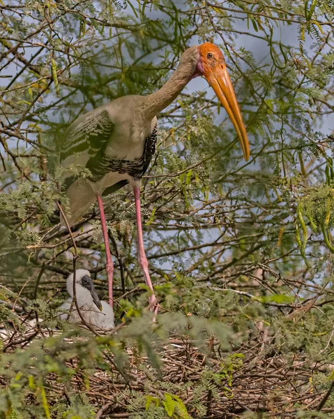 Painted Stork Its Juvenile Resting Bush Tree — Stock Photo, Image