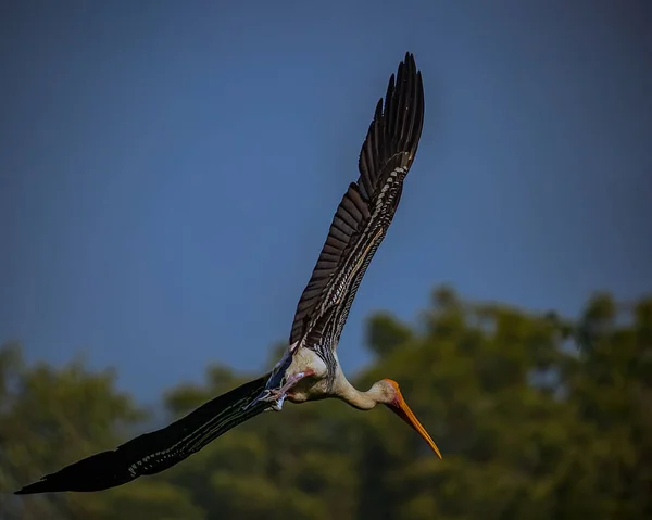 Painted Stork Flying Camera — Stock Photo, Image
