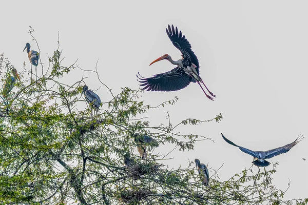 그림을 그렸던 황새가 나무에 내려앉다 — 스톡 사진