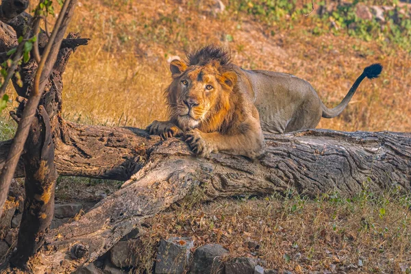 Asiatischer Löwe Schaut Die Kamera — Stockfoto