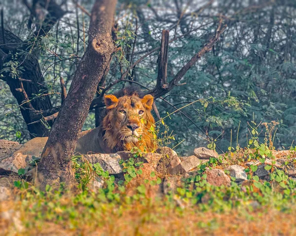 Ασιατικό Λιοντάρι Που Αναπαύεται Δάσος — Φωτογραφία Αρχείου