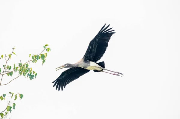 Painted Stork Calling While Flying — Stock Photo, Image