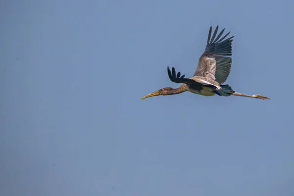 Painted Stork Flight Blue Sky — Stock Photo, Image