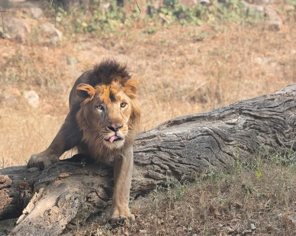 Lion Asiatique Dans Une Humeur Attaquante — Photo