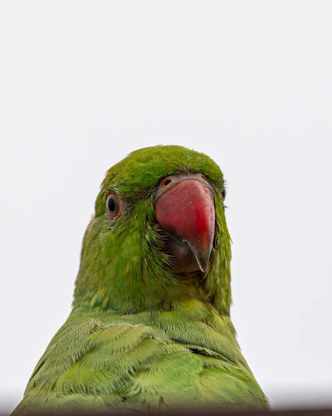 Rose Ringed Parakeet Close — Stock Photo, Image
