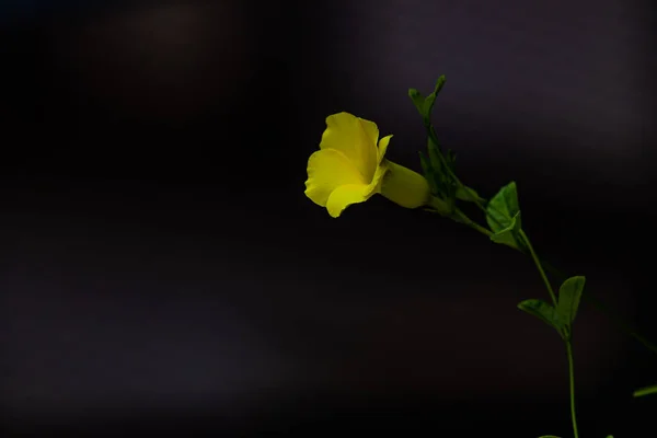 Złoty Kwiat Trąbki Kwitnący Ogrodzie — Zdjęcie stockowe