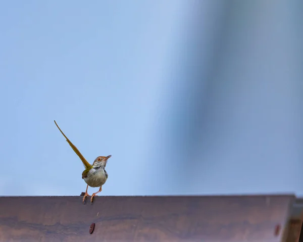 一只裁缝鸟在桌子上跳舞 — 图库照片