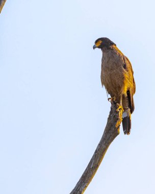Yılan kartal yan tarafa bakıyor.