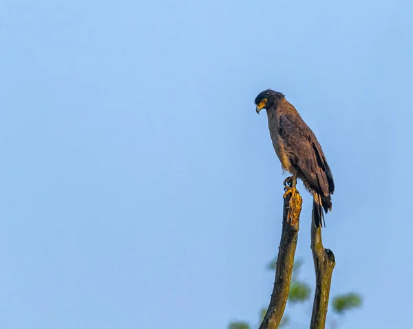 Crested Eagle Tittar Ner Från Ett Träd — Stockfoto