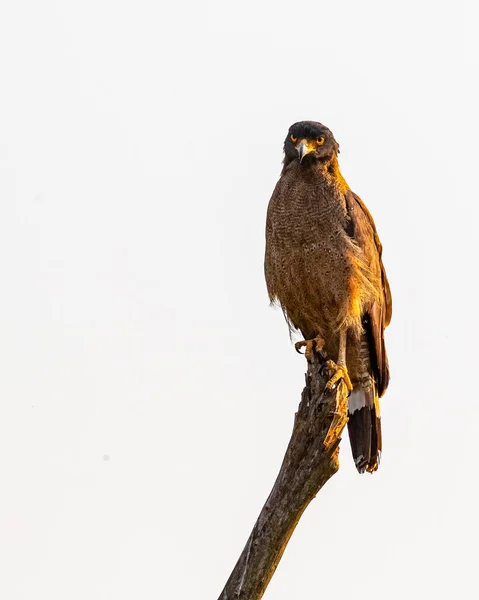 Crested Serpent Eagle Kamerába Néz — Stock Fotó