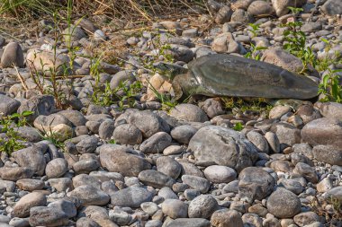 Göl kenarında dolaşan bir kaplumbağa.