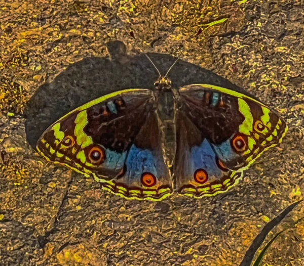 Blauer Stiefmütterchen Schmetterling Ruht Auf Dem Boden — Stockfoto