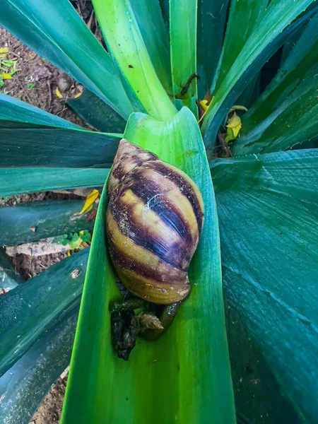 stock image A Snail easing out on a plant