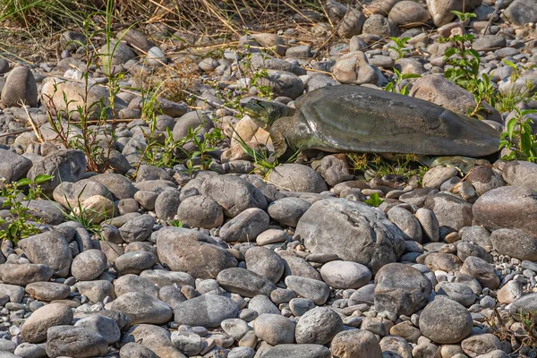 Göl kenarında dolaşan bir kaplumbağa.