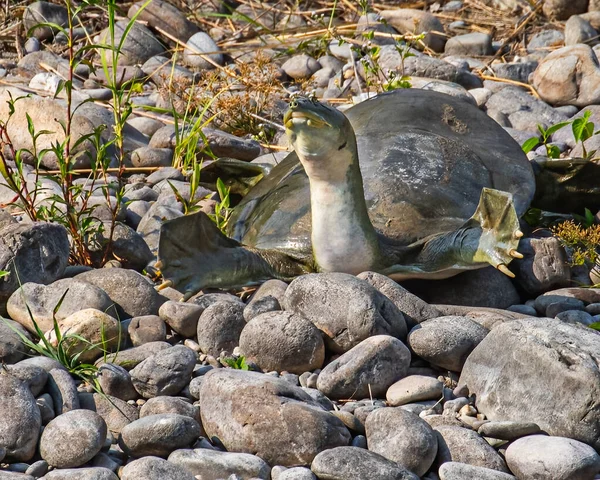 Żółw Otwartymi Ramionami — Zdjęcie stockowe