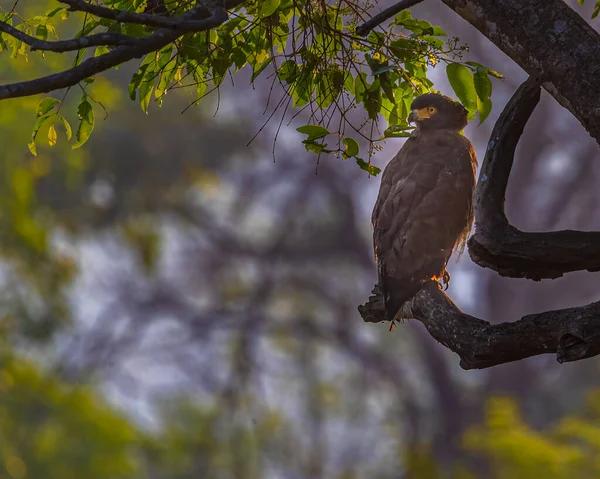 Águila Serpiente Crestada Mirando Hacia Atrás Desde Árbol — Foto de Stock