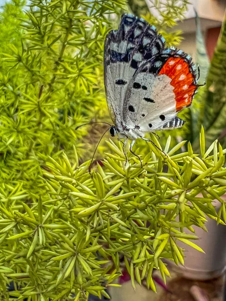 Red Pierrot Butterfly Garden — Stock Photo, Image