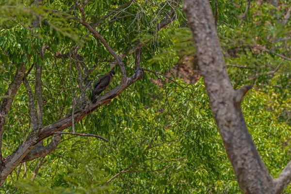 在自然栖息地的蛇鹰 — 图库照片