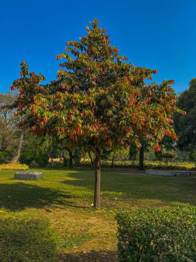 Bahçedeki Mesua Nagassarium ağacı