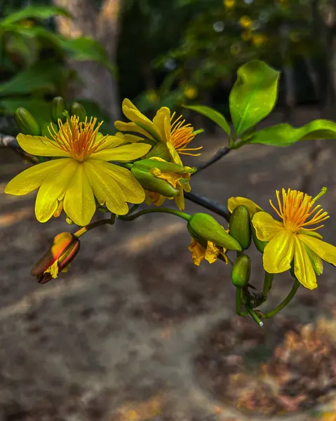 Kwiat Moreli Kwitnący Ogrodzie — Zdjęcie stockowe