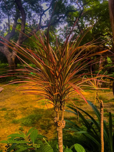 Dracaena Marginata Plant Een Tuin — Stockfoto