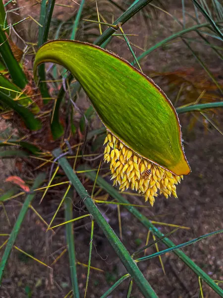 Karzeł Data Palma Kwiat Drzewo Pszczoła — Zdjęcie stockowe
