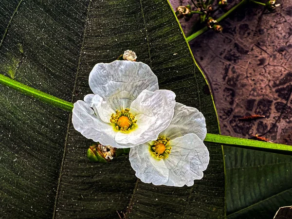 Μεξικάνικο Λουλούδι Σπαθί Στον Κήπο — Φωτογραφία Αρχείου