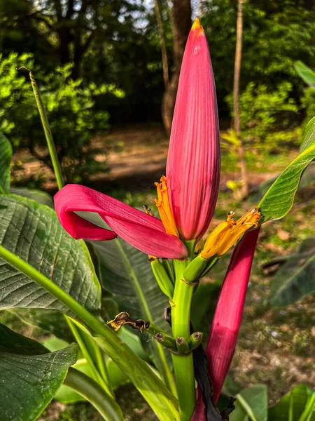 Arbre Musa Ornata Fleurissant Dans Jardin — Photo