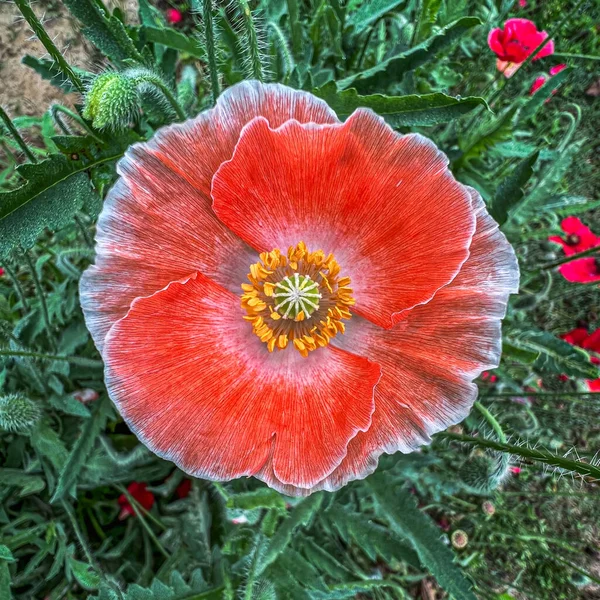 Oranžový Mák Kvetoucí Zahradě — Stock fotografie