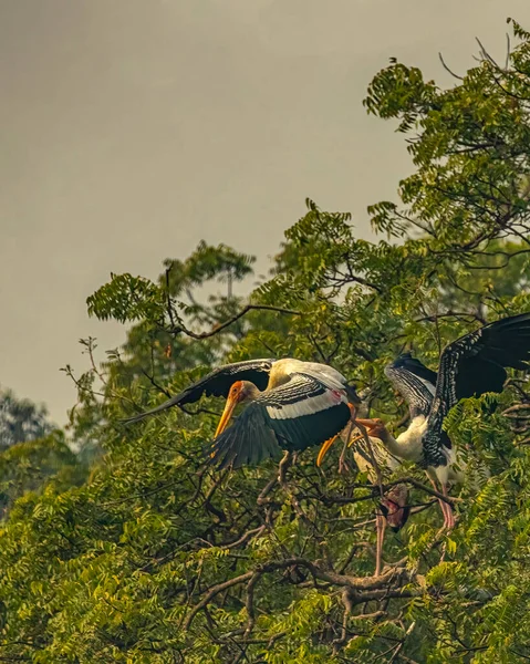 Kampfszene Zwischen Gemaltem Storch Auf Baum — Stockfoto