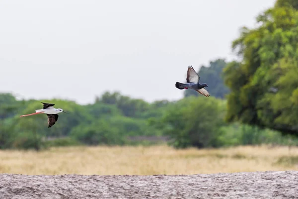 Göl Kenarındaki Güvercini Takip Eden Bir Stilt — Stok fotoğraf