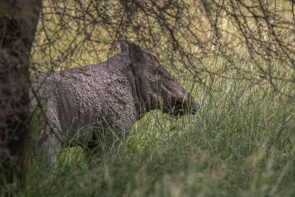 Ein Wildschwein Versteckt Sich Einem Grasland — Stockfoto