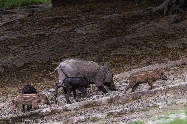 Ein Wildschwein Mit Vier Jungtieren — Stockfoto