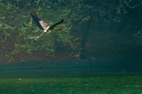 Målad Stork Med Vingarna Uppe Flygande — Stockfoto