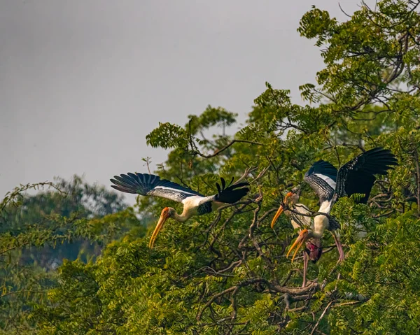 Running Away Form Fight Painted Stork — Stock Photo, Image