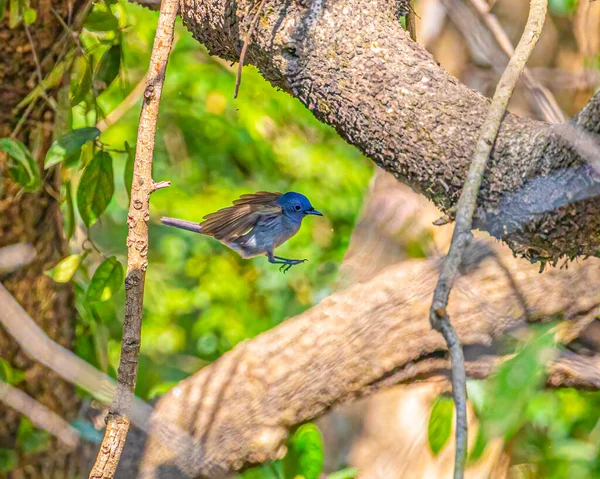 White Bellied Blue Flycatcher Jumping Tree — Stock Photo, Image